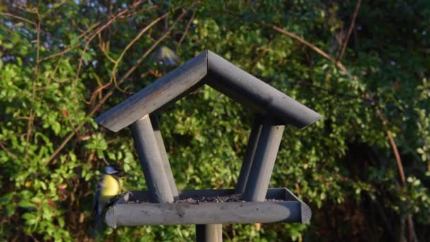 Alimentador Pássaros Madeira Belo Jardim Pequeno — Vídeo de Stock
