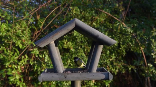 Vogelfutterhäuschen Aus Holz Schönem Kleinen Garten — Stockvideo