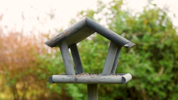美しい小さな庭に木製の鳥の送り装置 — ストック動画