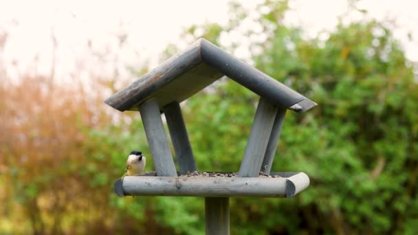 美しい小さな庭に木製の鳥の送り装置 — ストック動画