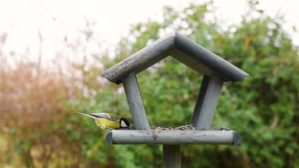 美丽的小花园里有木制的鸟食 — 图库视频影像