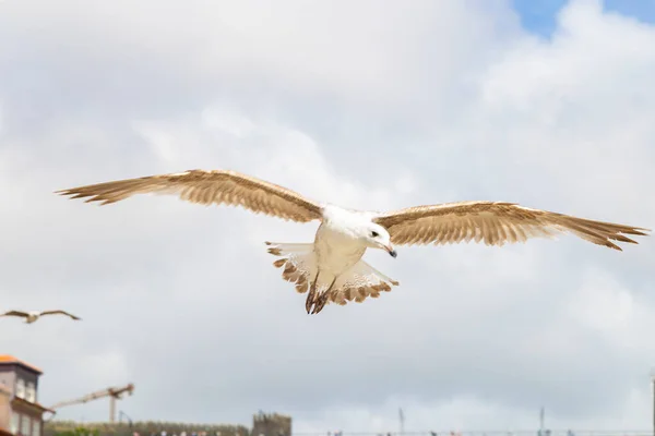 Oiseau Volant Avec Les Ailes Ouvertes Avec Ciel Avec Nombreux — Photo