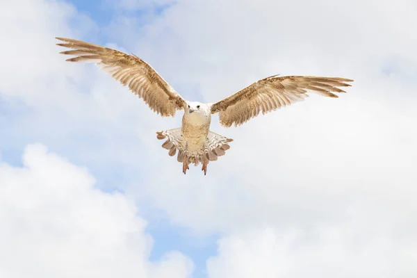 Pájaro Volando Con Alas Abiertas Cielo Azul —  Fotos de Stock