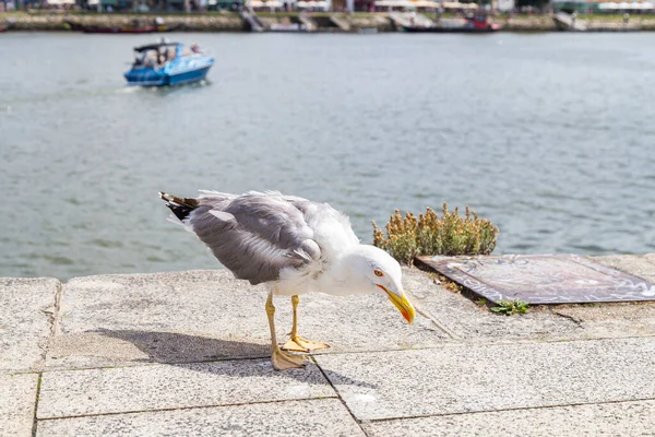 Pescărușul Mănâncă Malurile Râului Douro Din Portugalia — Fotografie, imagine de stoc