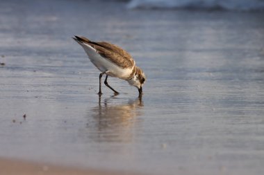 Güzel beyaz, kumsalda duruyor. Kumsalda daha az kum küreyen. Doğadaki güzel su kuşu.