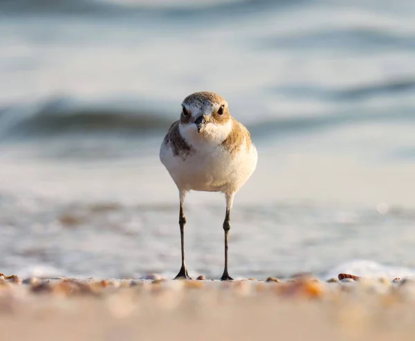 Vooraanzicht Close Van Witte Plevier Vogel Oceaan Natuur Achtergrond Watervogel — Stockfoto