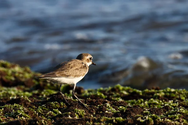 Een Kleine Zandplevier Een Rots Charadrius Mongolus Watervogel — Stockfoto