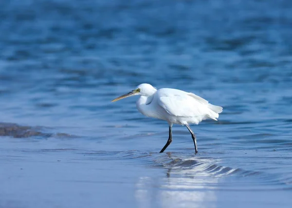 stock image beautiful view of heron at lake. Beautiful white egret wading in ocean water. waterbird on beach. beautiful single bird in nature. Bird isolated on blue background.