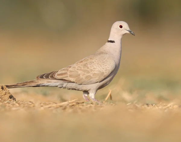 stock image Closeup details of ring necked dove. cape turtle dove or half collared dove perching on the ground. Streptopelia capicola. brown bird.