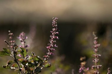 Organik taze kutsal fesleğen ya da bahçede mor çiçekli Tulasi. Ocimum tenuiflorum. Bitkisel bitki. Bahçedeki Tulsi bitkisi.