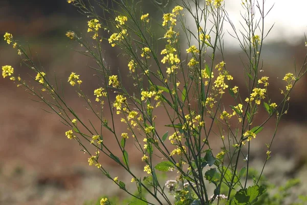Roślina Gorczycy Kwitnącymi Żółtymi Kwiatami Zielonymi Liśćmi Słoneczny Dzień Selektywne — Zdjęcie stockowe