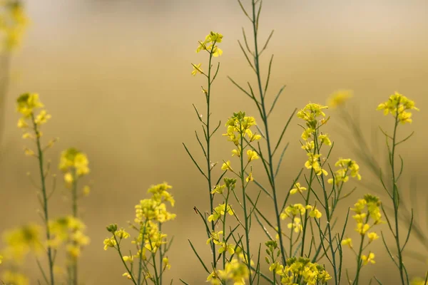 Senfpflanze Mit Blühenden Gelben Blüten Und Grünen Blättern Einem Sonnigen — Stockfoto