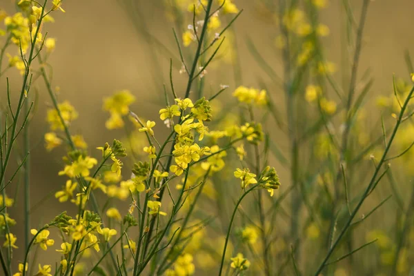 Senfpflanze Mit Blühenden Gelben Blüten Und Grünen Blättern Einem Sonnigen — Stockfoto