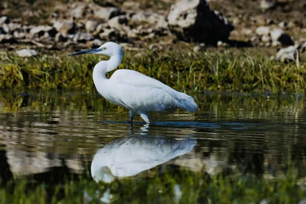 Белая Цапля Речной Воде Водоплавающая Птица — стоковое фото