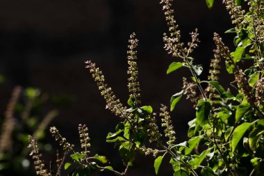 Kutsal fesleğen ya da siyah arka planda Tulasi. Ocimum tenuiflorum.