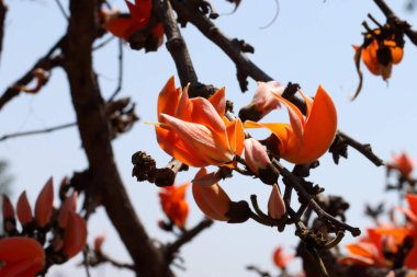Butea Monosperma 'nın yakın plan detayları. Piç meşe ağacı, kutsal ağaç, palmiye ağacı veya bahçede papağan ağacı çiçeği..