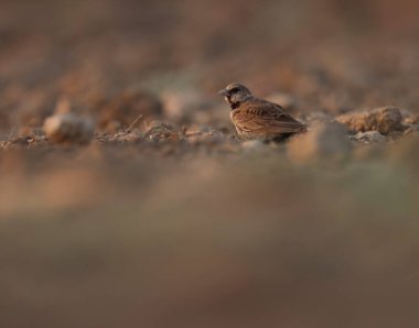 Küllü, taç giymiş serçe tarlakuşu yerde duruyor. Tarlakuşu. eremopterix griseus.