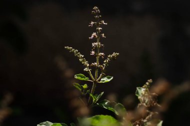 Organik kutsal fesleğen, siyah arka planda Tulasi. Ocimum tenuiflorum.