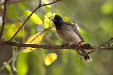 Kırmızı havalandırmalı bulbul tünemiş ağaç dalı. bulbul. Pycnonotus cafer.