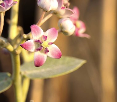 Calotropis Procera 'nın yakın çekim detayları. Calotropis procera olarak bilinen sodom elması, kralın tacı, lastik çalısı, lastik ağacı, süt tohumu veya ölü deniz elması..