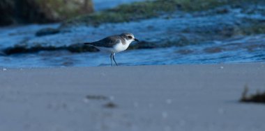 Kumsalda yiyecek arayan küçük bir kum küreme aracı. Charadrius mongolus. su kuşu.