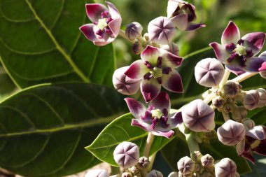 Calotropis Procera çiçeklerinin yakın plan detayları. Kalotropis procera olarak bilinen sodom elması, kral tacı, lastik çalı, kauçuk ağaç ve ölü deniz elması..