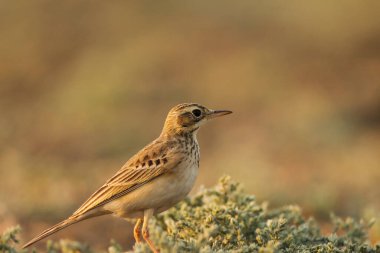 Paddyfield pipit, Oriental pipit, Anthus rufulus yakın çekim detayları. Kahverengi tüylü kuş.