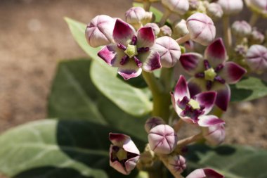 Calotropis Procera çiçeklerinin yakın plan detayları. Kalotropis procera olarak bilinen sodom elması, kral tacı, lastik çalı, kauçuk ağaç ve ölü deniz elması..