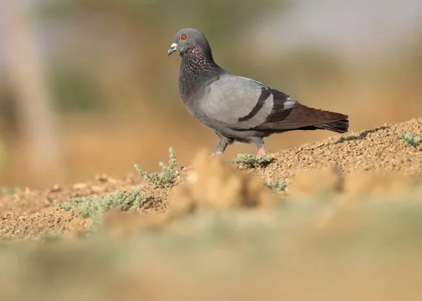 Rock pigeon, rock dove, common pigeon standing on the ground. Columba livia. Blue, bird on ground.