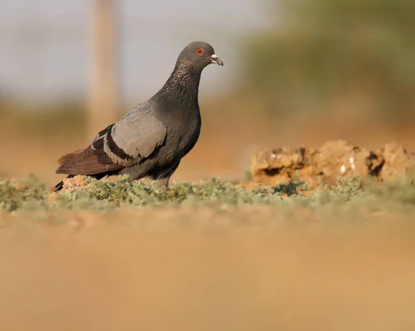 Rock pigeon, rock dove, common pigeon standing on the ground. Columba livia. Blue, bird on ground.