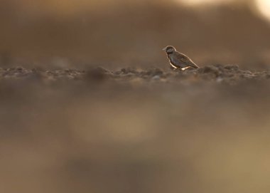 Küllü, taç giymiş serçe tarlakuşu yerde duruyor. Tarlakuşu. Eremopterix griseus.
