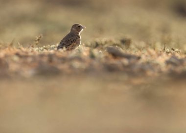 Küllü serçe tarlakuşu, Eremopterix griseus, yere tünemiş. Küçük kahverengi kuş. Tarlakuşu.