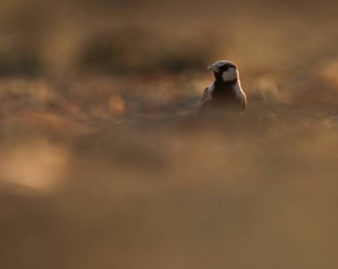 Küllü, taç giymiş serçe tarlakuşu yerde duruyor. Tarlakuşu. Eremopterix griseus.