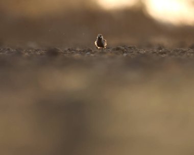 Küllü, taç giymiş serçe tarlakuşu yerde duruyor. Tarlakuşu. Eremopterix griseus.