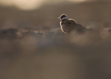 Küllü, taç giymiş serçe tarlakuşu yerde duruyor. Tarlakuşu. Eremopterix griseus.