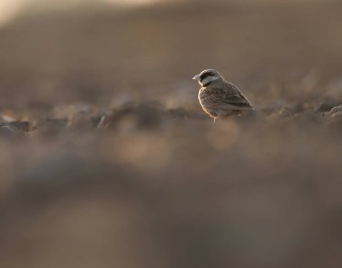 Küllü, taç giymiş serçe tarlakuşu yerde duruyor. Tarlakuşu. Eremopterix griseus.