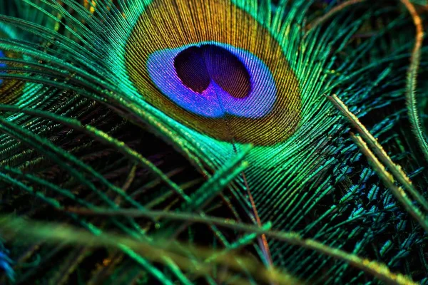 Peacock feather on a dark background. Single feather isolated.