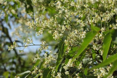 Neem Tree, fabrikaya yakın çekim. Çiçeklere yakın. Azadirachta indica, Neem, Nimtree, Hint leylağı.