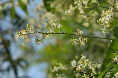 Neem Tree, fabrikaya yakın çekim. Çiçeklere yakın. Azadirachta indica, Neem, Nimtree, Hint leylağı.