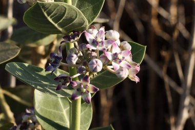 Calotropis Procera fabrikasına yakın çekim. Sodom Elması, Sodom Elması, Kralın tacı, Kauçuk Çalı, Kauçuk Ağacı, Ölü Deniz Elması.