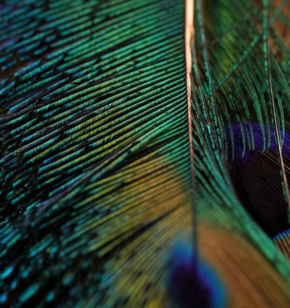 Green feather macro. Peafowl feather. Peacock feather. Bird feather. beautiful natural dark green feather texture abstract pattern background wallpaper. amazing, dark theme.