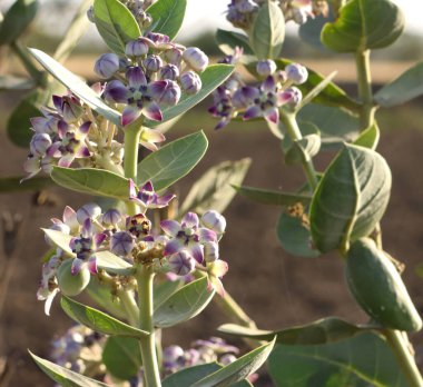 Calotropis Procera fabrikasına yakın çekim. Sodom Elması, Sodom Elması, Kralın tacı, Kauçuk Çalı, Kauçuk Ağacı, Ölü Deniz Elması.