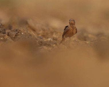 Kaz kuyruklu tarla kuşu taşa tünemiş. Ammomanes phoenicura.