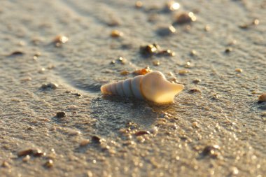 Sahilde deniz kabuğu.