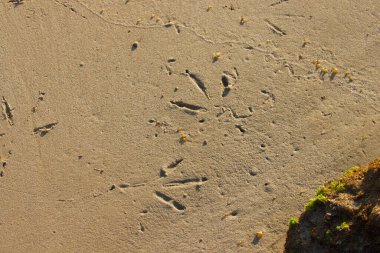 Kumsalda kuşların ayak izleri..