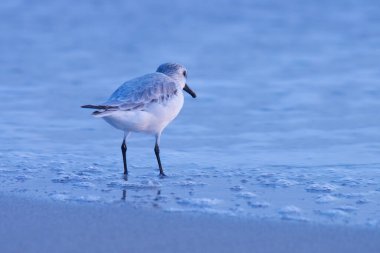 Sanderling sahilde yiyecek arıyor. Su kuşu..