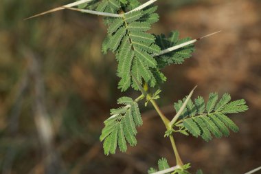Sakız arap ağacı. Vachellia nilotica. Babul. Akasya nilotica. Dikenli mimoza. Mısır akasyası. Dikenli akasya.