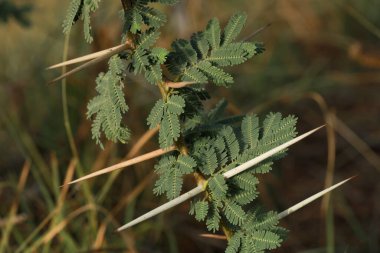 Sakız arap ağacı. Vachellia nilotica. Babul. Akasya nilotica. Dikenli mimoza. Mısır akasyası. Dikenli akasya.