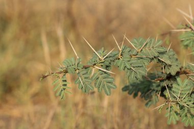 Sakız arap ağacı. Vachellia nilotica. Babul. Akasya nilotica. Dikenli mimoza. Mısır akasyası. Dikenli akasya.