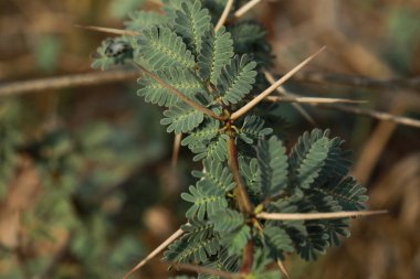 Sakız arap ağacı. Vachellia nilotica. Babul. Akasya nilotica. Dikenli mimoza. Mısır akasyası. Dikenli akasya.